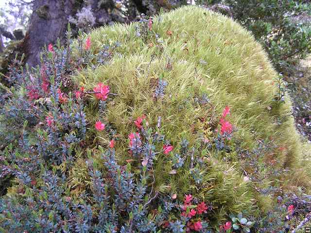 NZ leden-unor 2006 183.jpg
